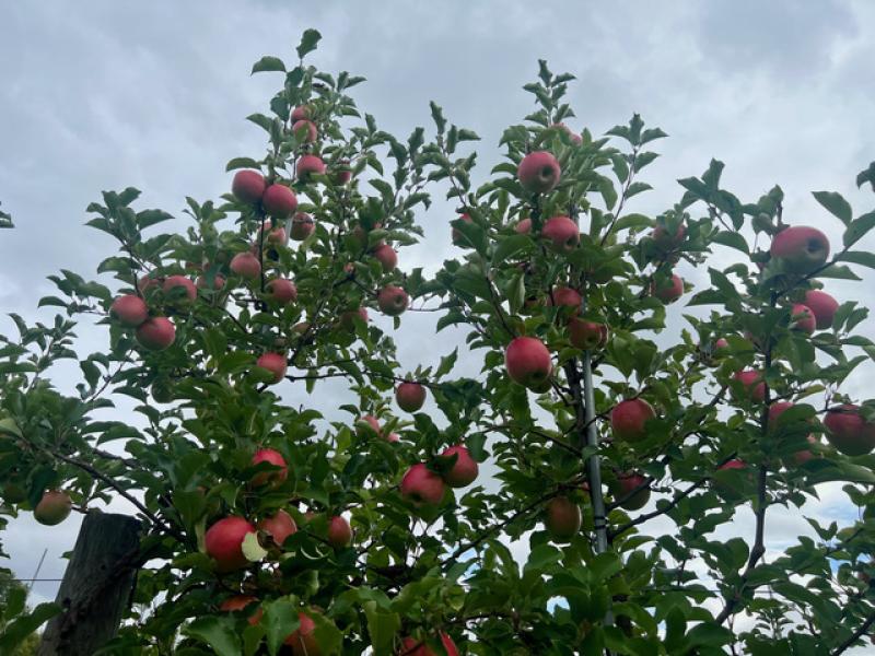 Apples on the trees 2024