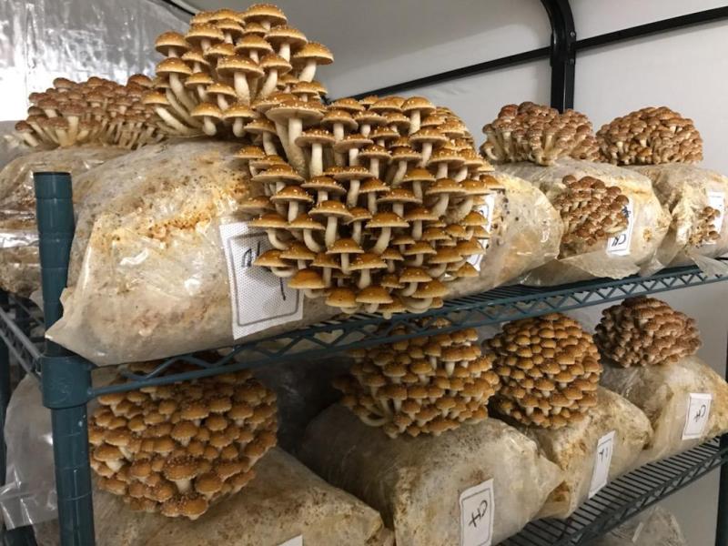 Chestnut Mushroom Substrate