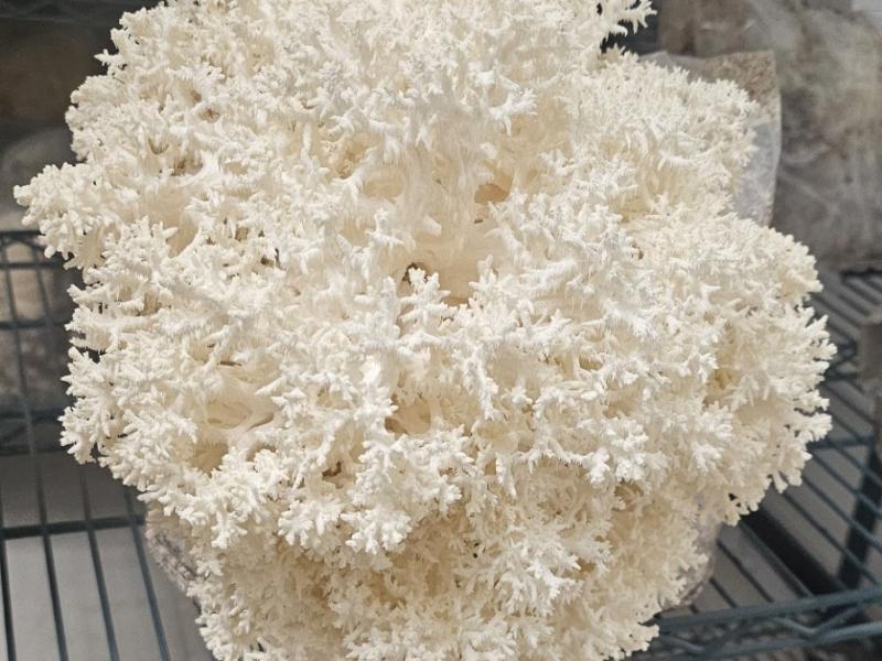 Comb Tooth Mushroom