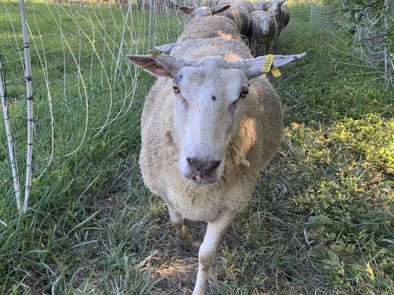 Sheep walking on farm