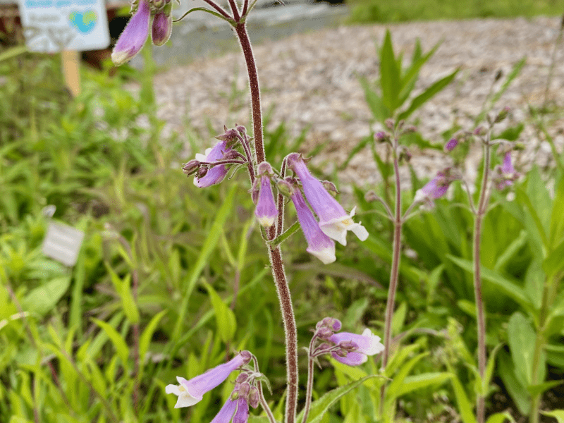 Penstemon hirsutus - Hairy Beardtongue