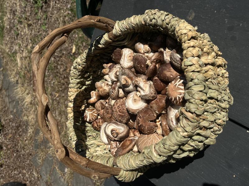 A handmade basket full of mushrooms