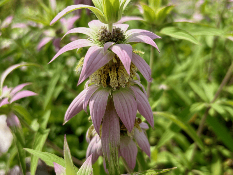 Monarda punctata - Wild Bergamot