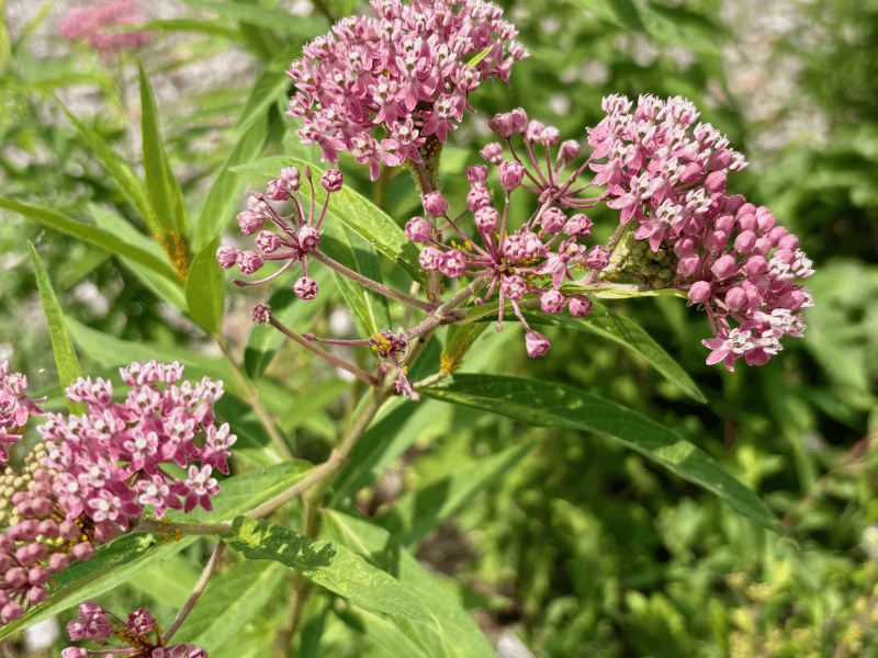 Asclepias incarnata - Swamp Milkweed