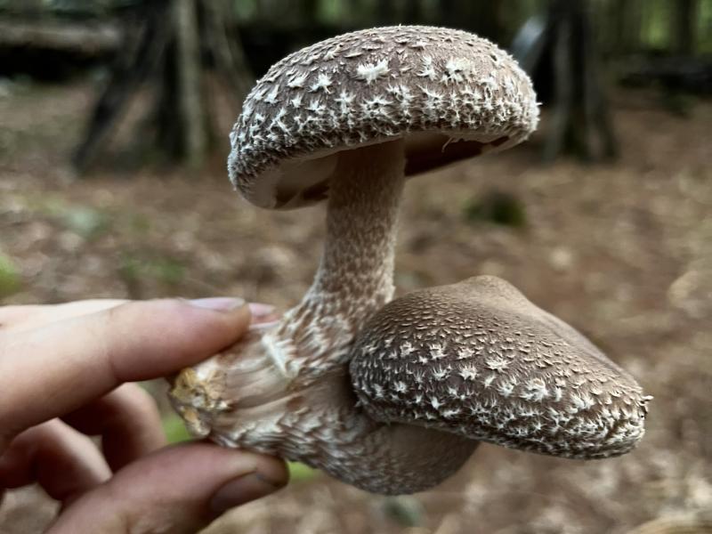 Beautiful Shiitake