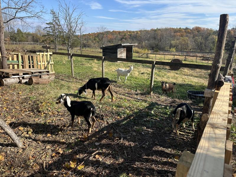 New Dairy Goat Pens