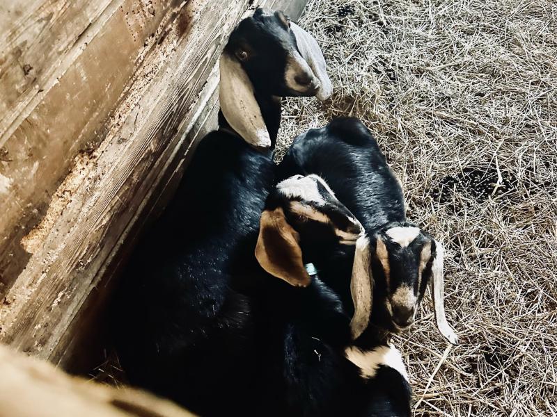 Dairy Goat Nap Time