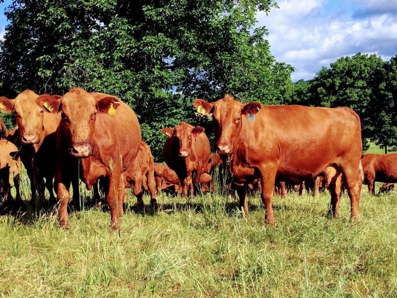 Our herd of 100% Grass-fed Beef
