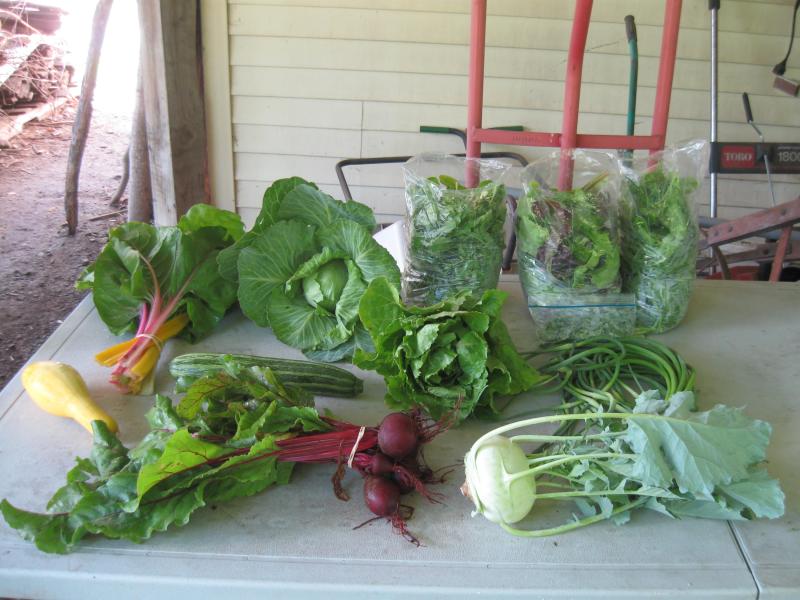 CSA share sample