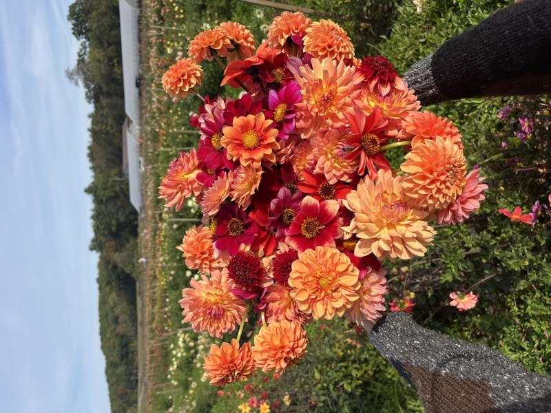 Bouquet of Dahlia flowers