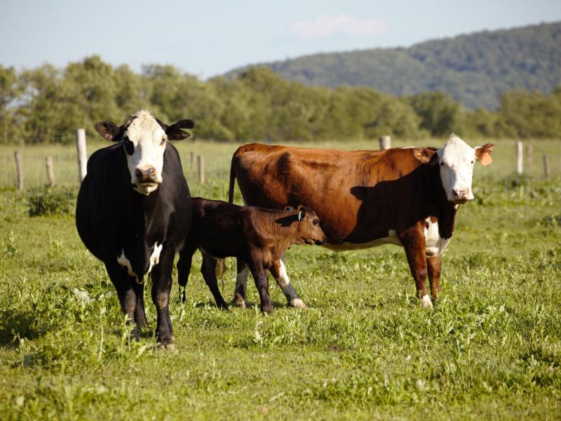 Cows