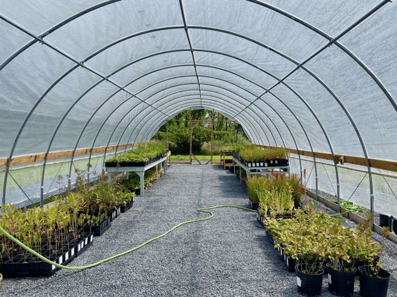 Interior of hoop house; native plants line both sides