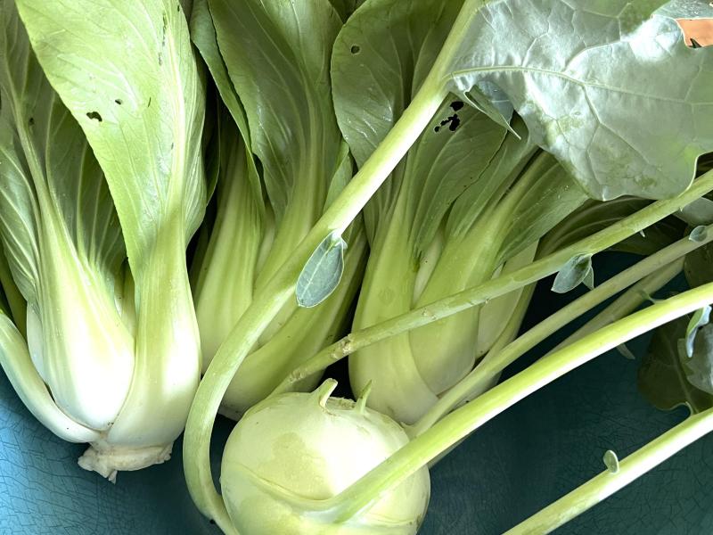 Bok Choi, Kohlrabi *when in season