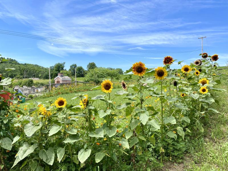 Sunflowers