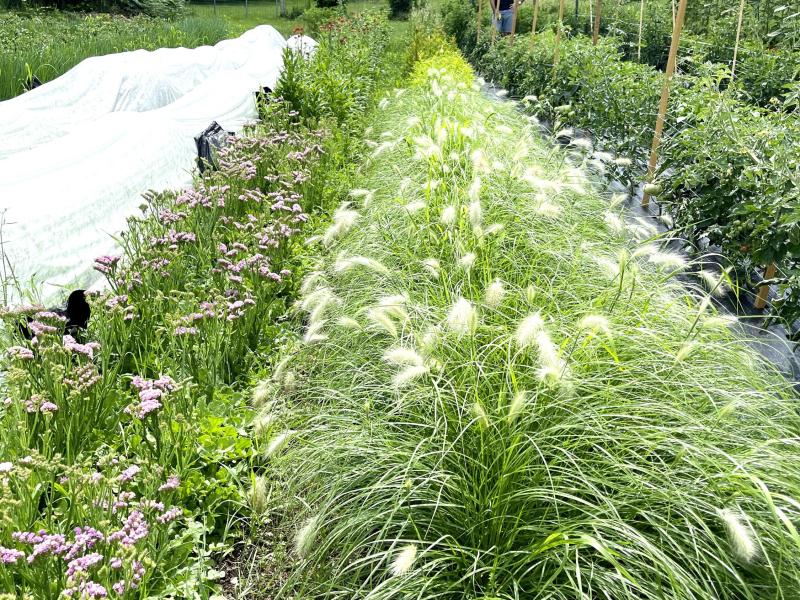 Silver Tip and Feather Top Grasses