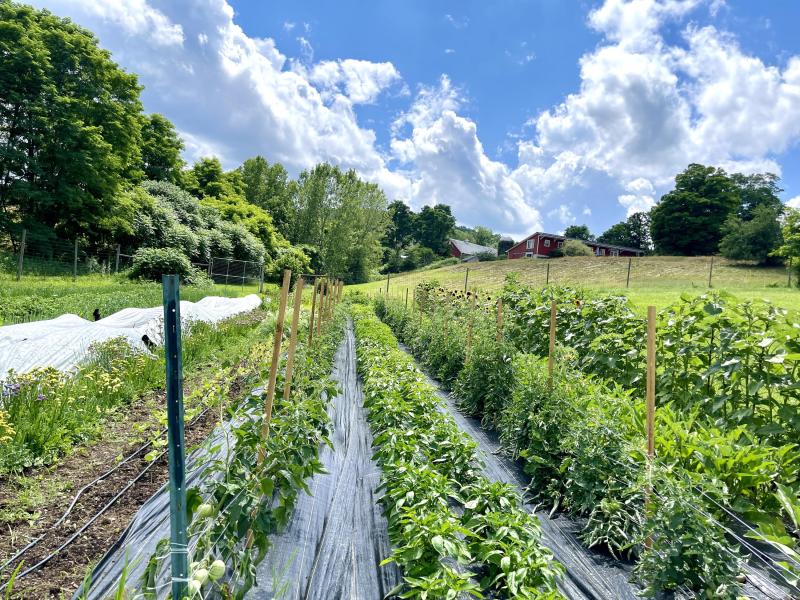 Peppers, Tomatoes, Sunflowers