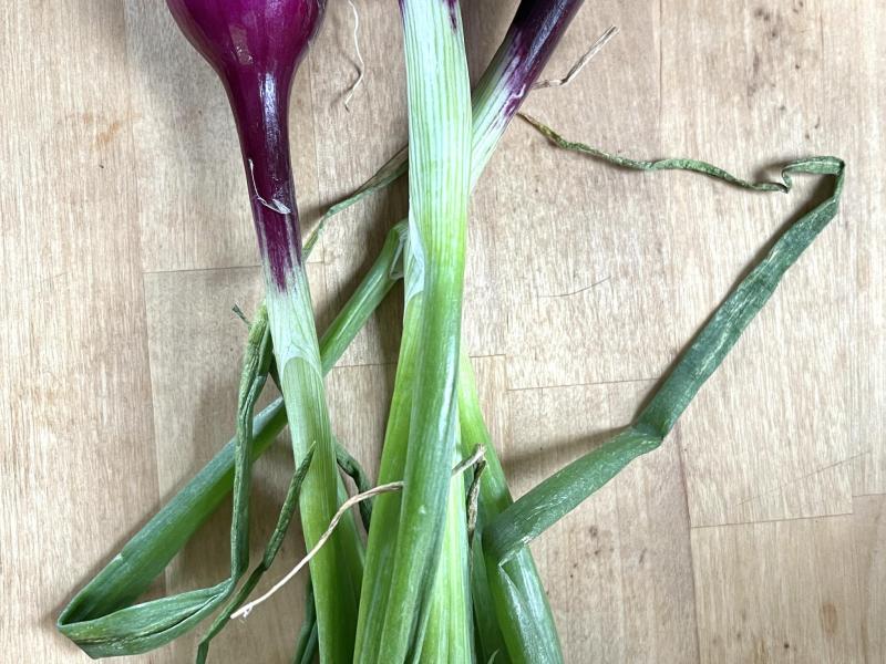 Scallions * when in season