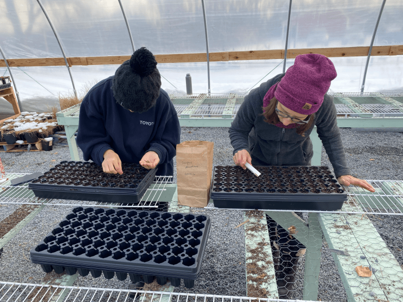 Winter Seeding