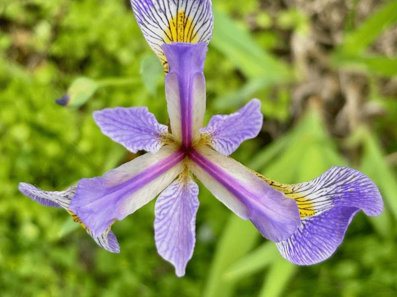 Iris versicolor - Northern Blue Flag
