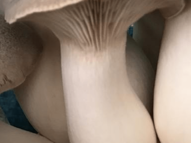 King Oyster Mushroom