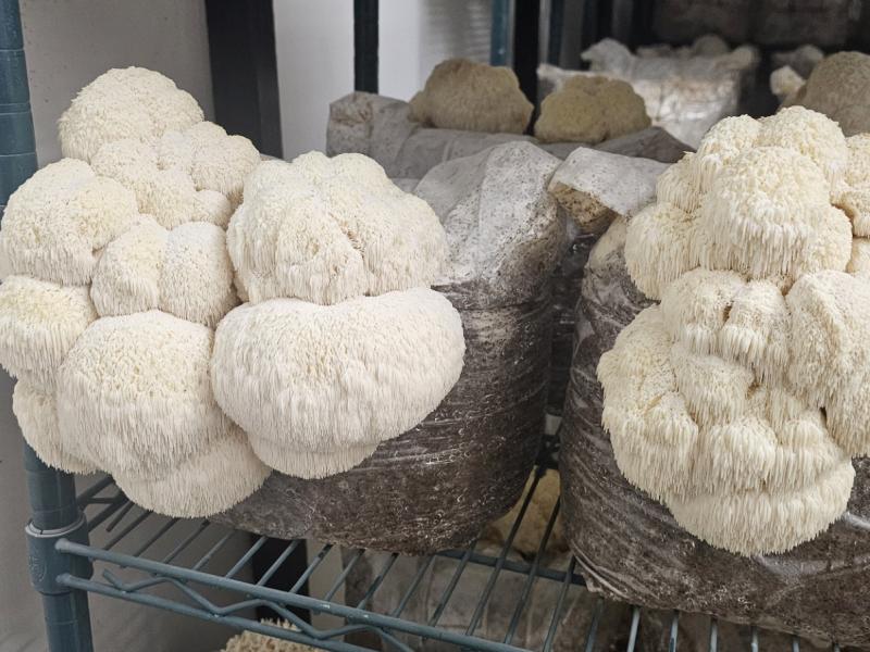 Lions Mane Substrate