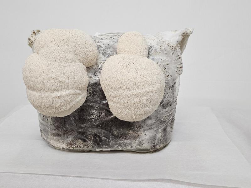Lions Mane Mushroom Substrate