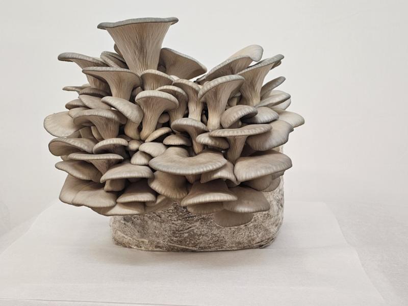 Blue Oyster Mushroom