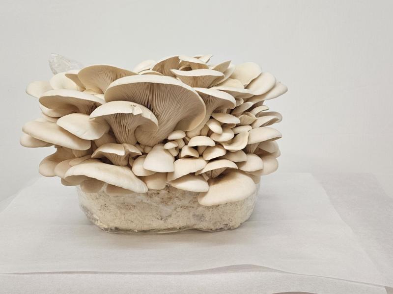 Oyster Mushroom