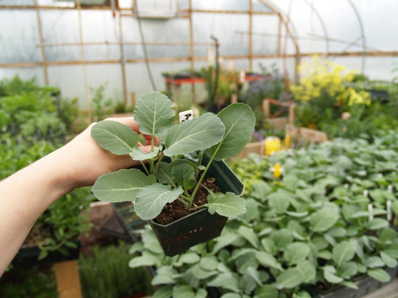 Broccoli Seedling 