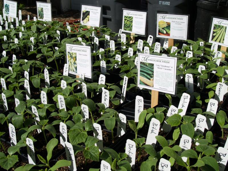 Cucumber seedlings