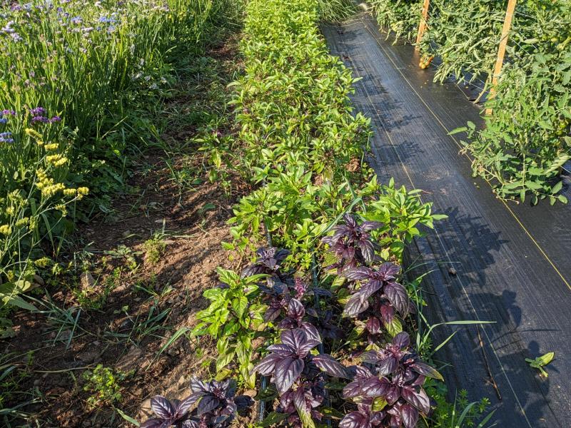 Basil, Tomatoes, Peppers, Fingerling Potatoes  *when in season