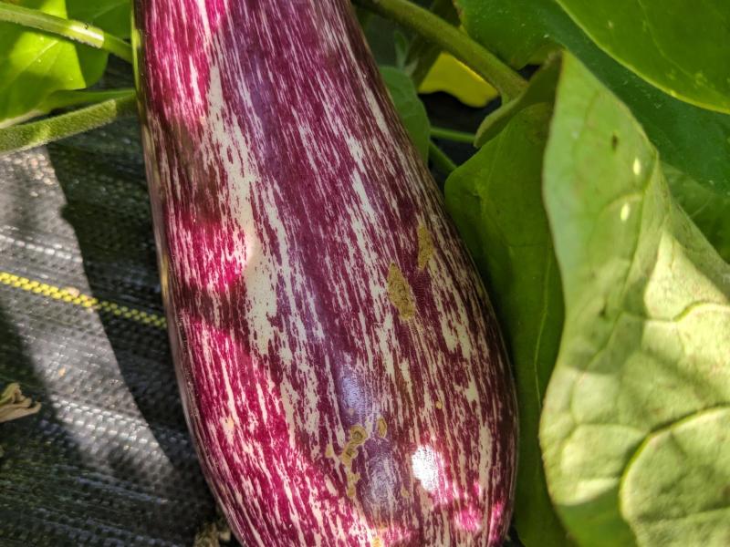 Annina Eggplant  *when in season