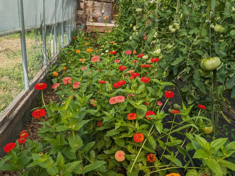 Zinnias, Tomatoes  *when in season