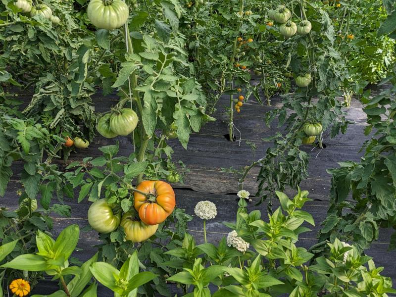 Heirloom Tomatoes - Slicers & Cherries  *when in season