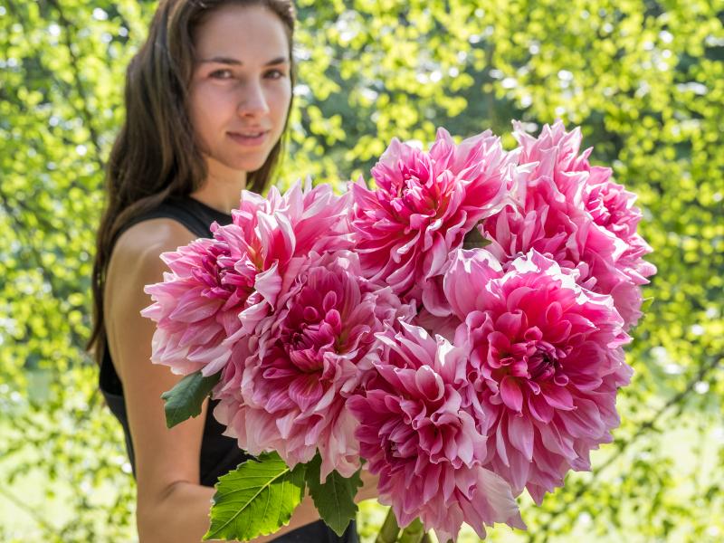 Otto's Thrill Dahlia
