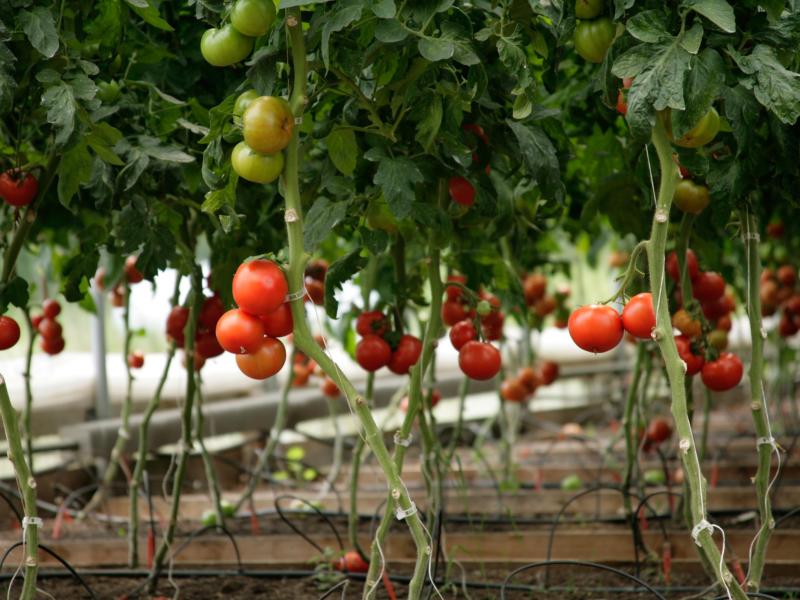 Tomato