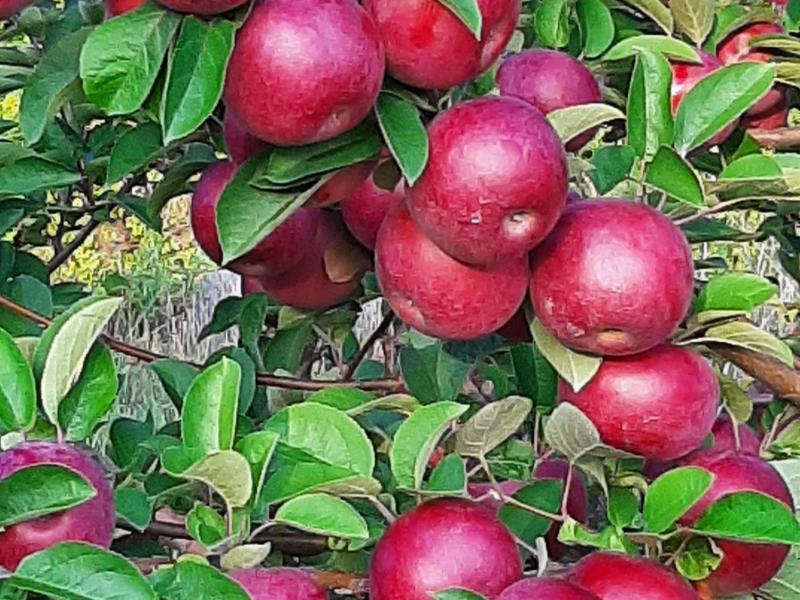 Apple branch overloaded with apples