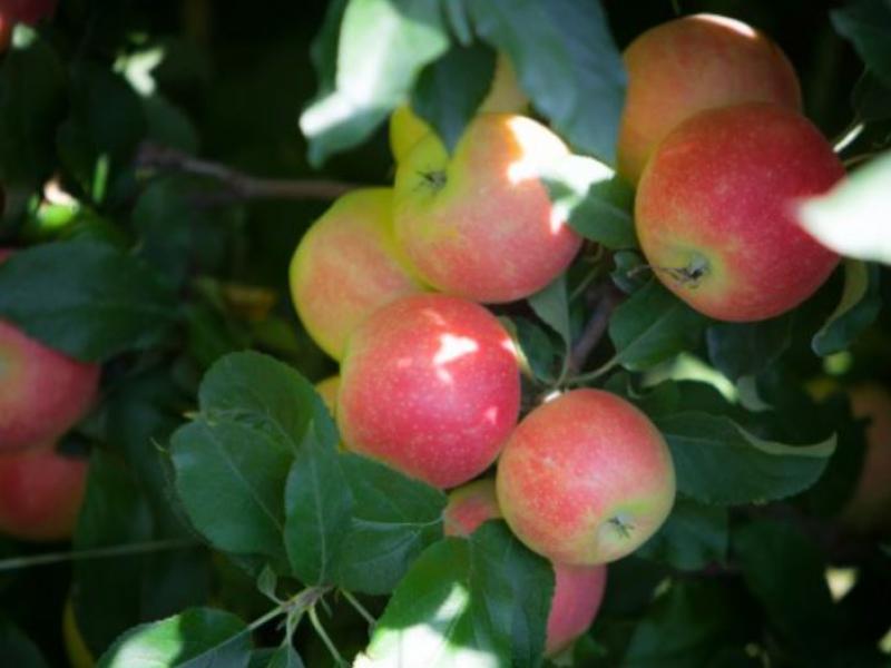apples on a tree close up
