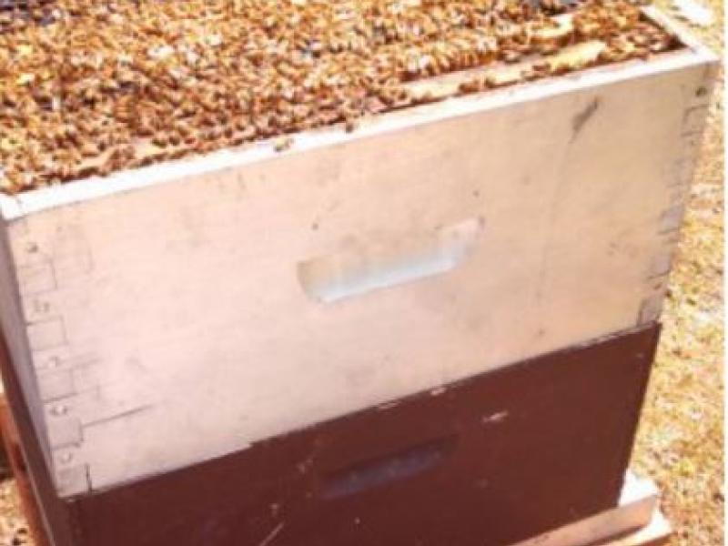 box of bees outside