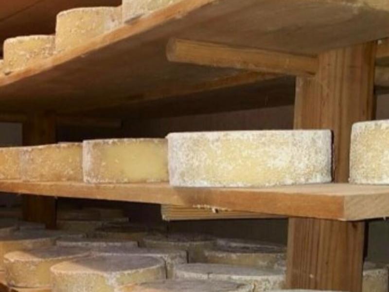 cheese wheels in cheese cave