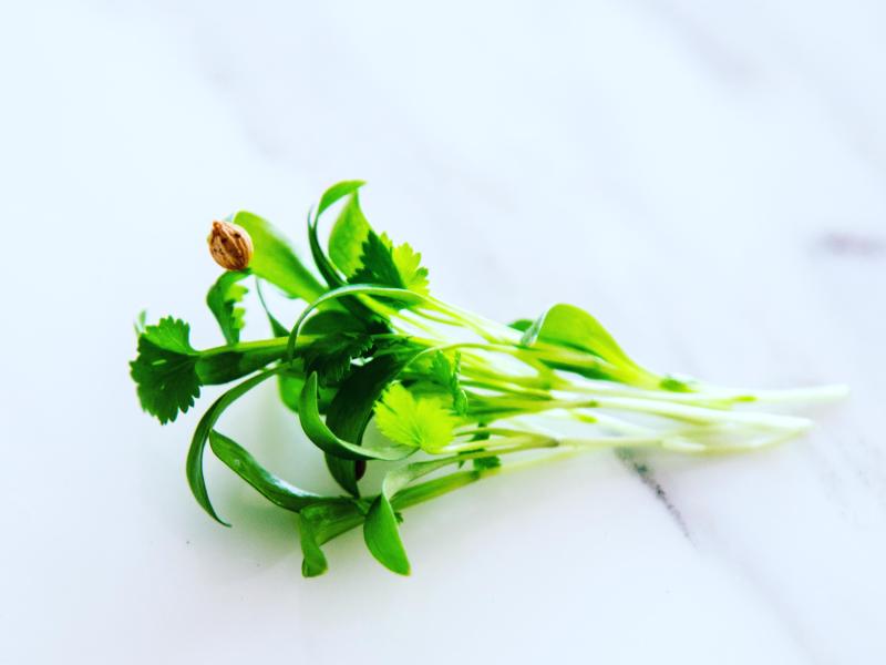 Micro Cilantro 