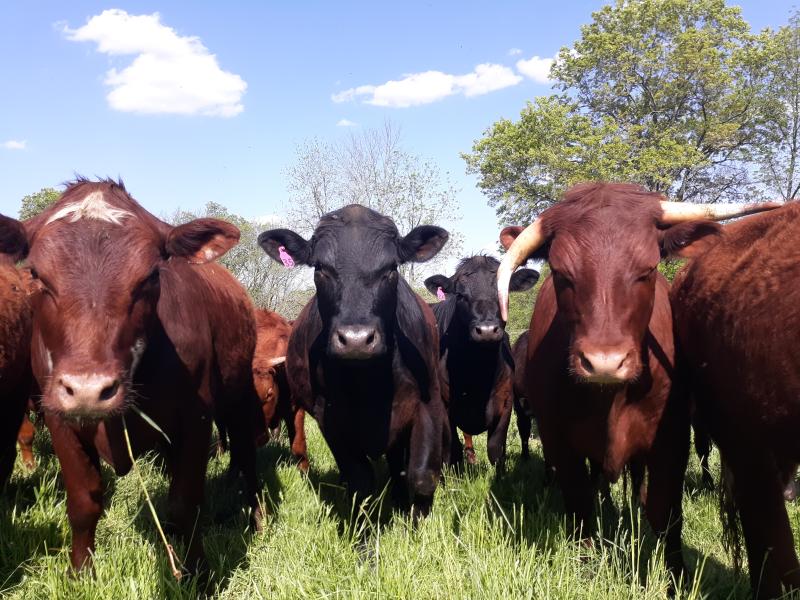 Curious Cows
