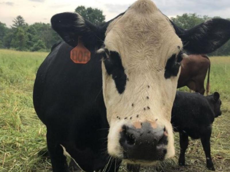 cow up close