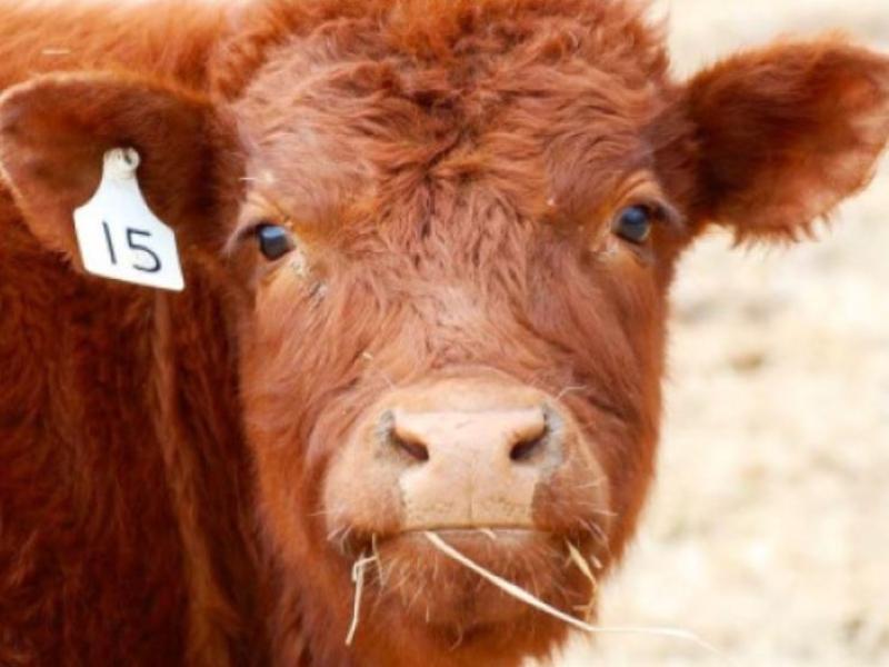 cow up close