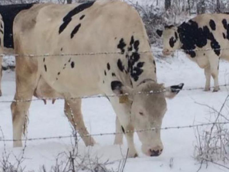 cows outside in the snow