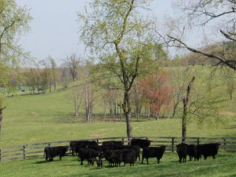 cows in pasture