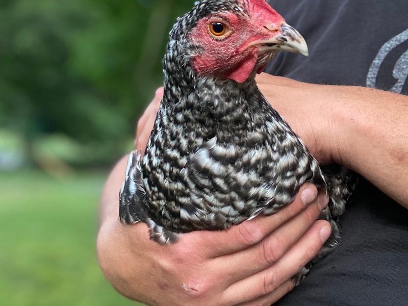 heritage breed chicken