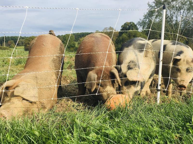 Our pastured pigs