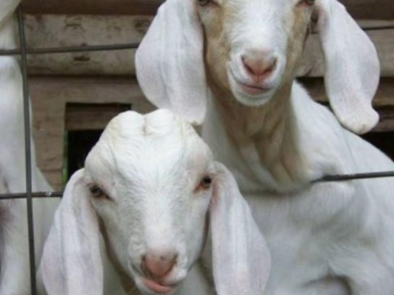 2 white goats