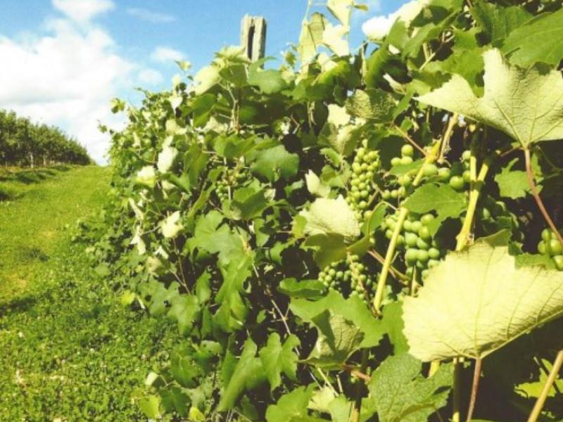 row of grapes on the vine on the farm